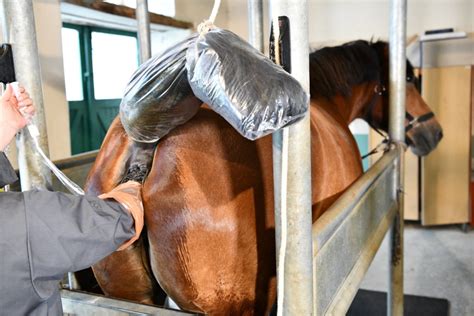 taille pénis cheval|La reproduction et l’insémination artificielle du cheval .